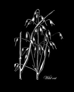 Wild Oat2