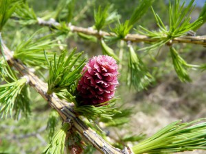 Larch