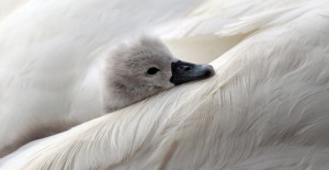 Cygnets Hatch At Abbotsbury Swannery As Summer Approaches