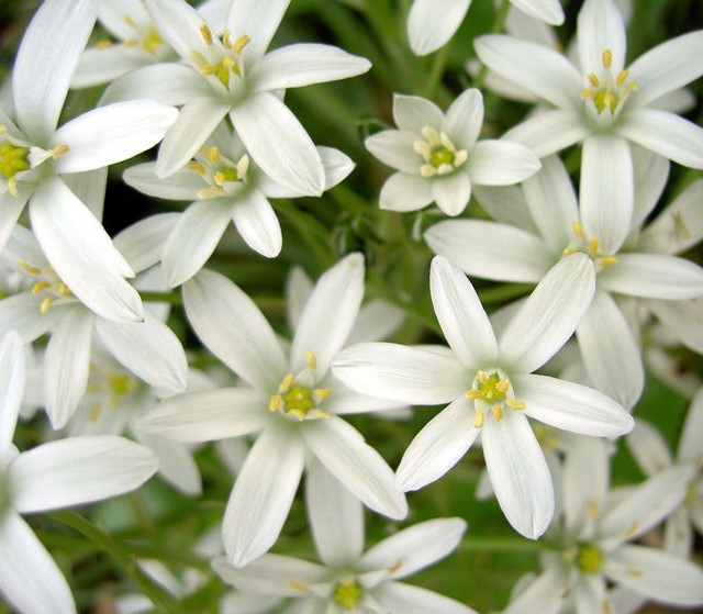 Star or Bethlehem