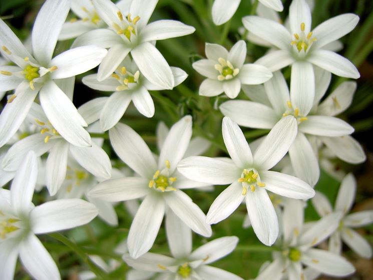 Star or Bethlehem