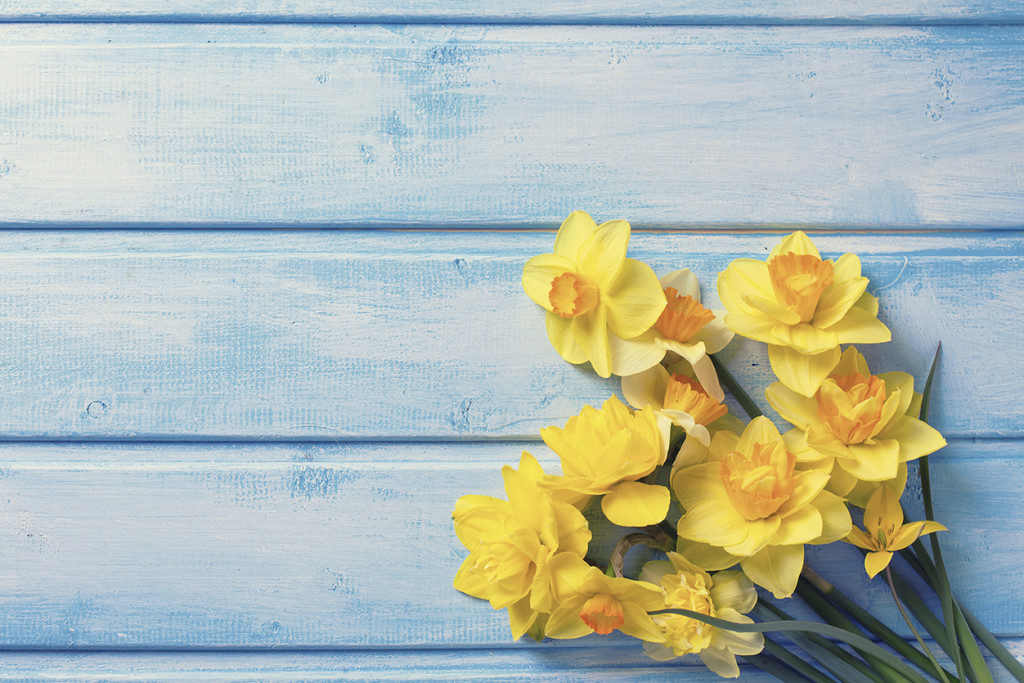 Bright yellow daffodils flowers on blue painted wooden planks. Selective focus. Place for text. Toned image.