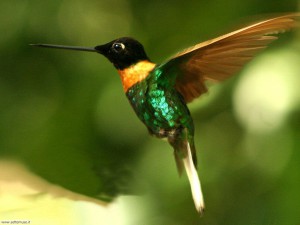 colibri-