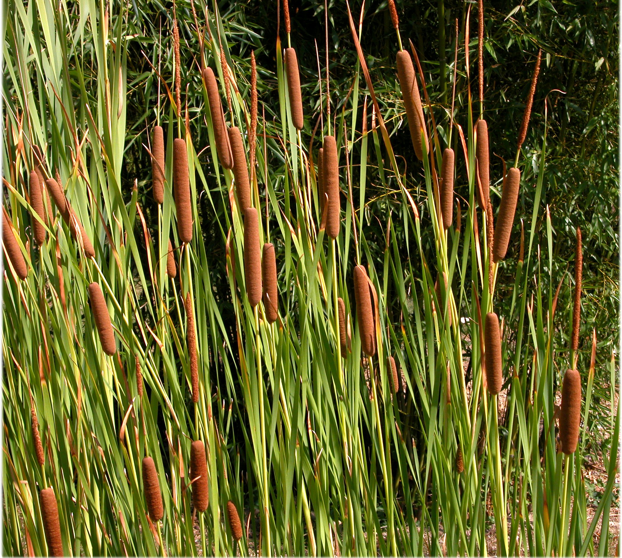 Ала камыш. Рогоз узколистный (Typha angustifolia). Схеноплектус Озерный. Рогоз широколистный, рогоз узколистный. Рогоз узколистный (Typha angustifolia l.).