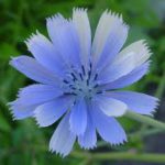 chicory