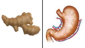 ginger-stomach